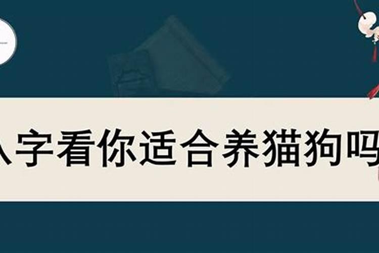 喜欢狗的八字