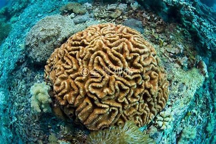 八字脑珊瑚可以繁殖吗