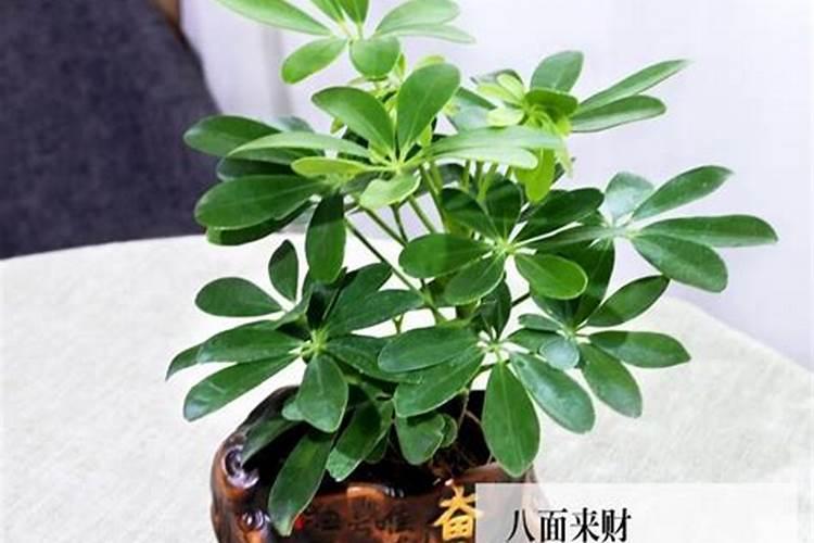 属虎什么植物好