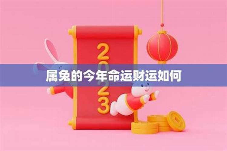 生肖兔今年财运运势