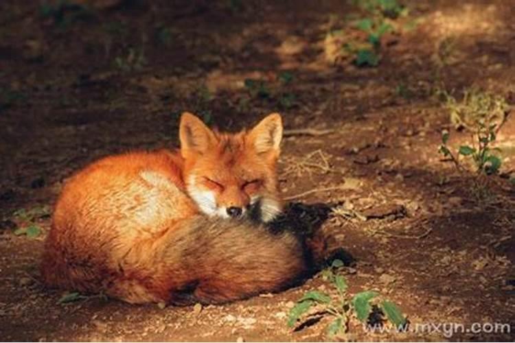 梦见家里有只狐狸怎么都赶不走