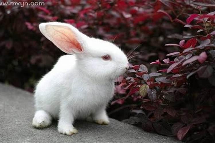 梦见大白兔有什么征兆