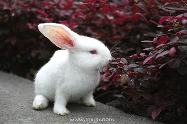 梦见大白兔有什么征兆