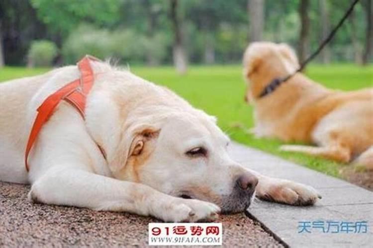 男狗女猪的婚姻相配吗,婚姻状况怎么样