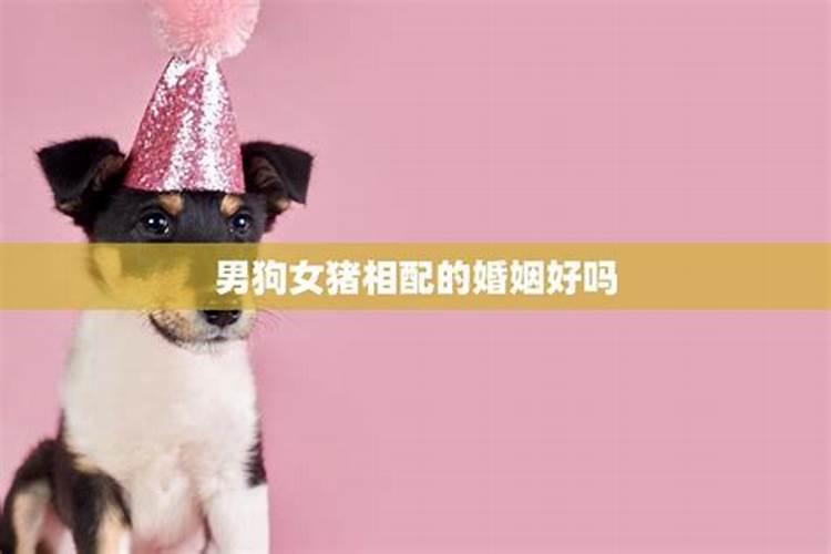 男狗女猪婚姻好不好