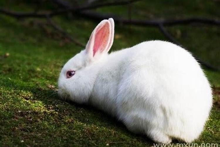 梦见大白兔什么预兆