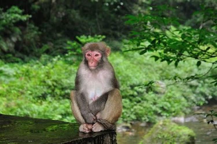 狗与猴属相婚配怎样