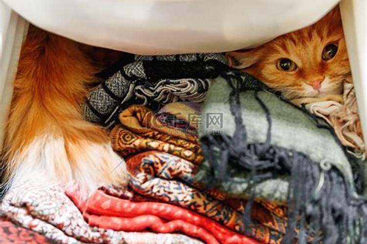 梦见猫在衣柜里是什么意思