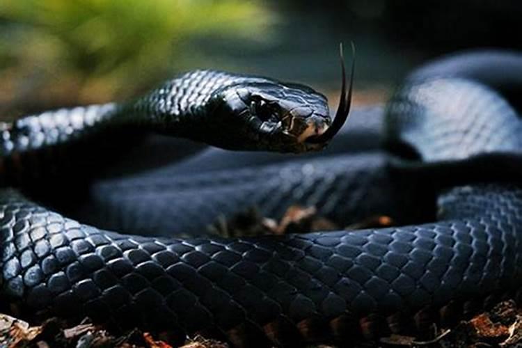 梦见黑蛇缠身是什么预兆