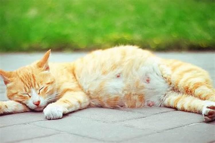 做梦梦到怀孕的猫是什么意思