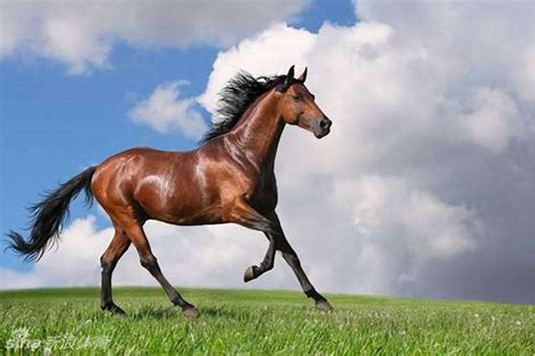 梦到很多马在跑是怎么回事？