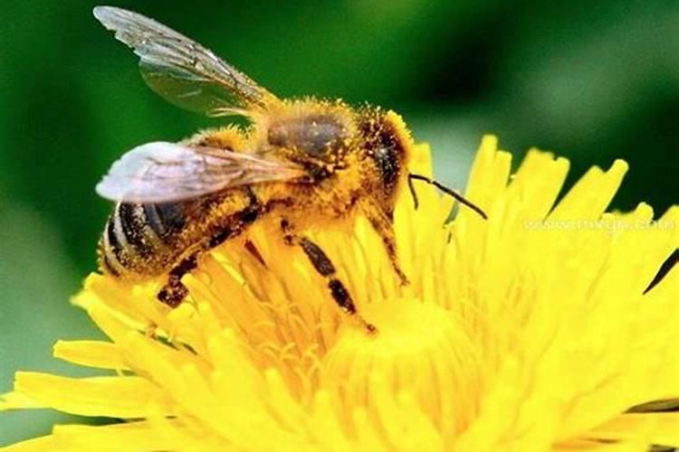 梦到被蜜蜂追着蛰是什么意思