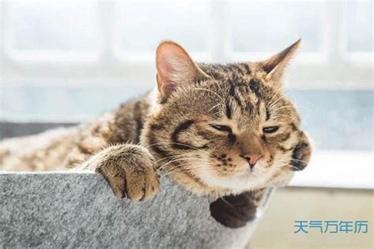 梦见别人猫死了什么预兆