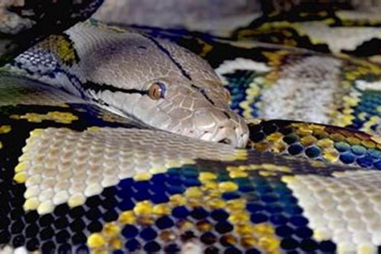 梦见超级大蟒蛇是什么意思