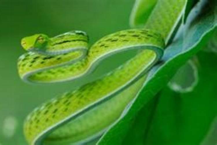 孕妇梦见绿蛇是什么预兆