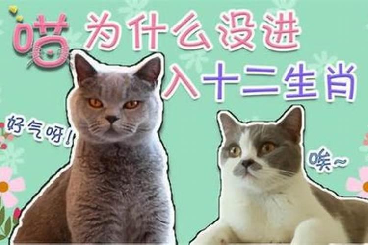 十二生肖里面为什么没有猫的真相