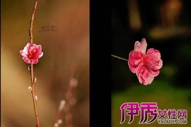 属蛇桃花劫是什么意思