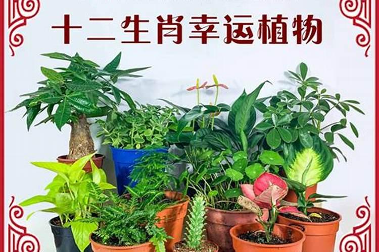 生肖虎幸运植物是什么