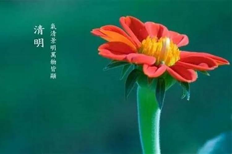 清明节一般开什么生肖的花