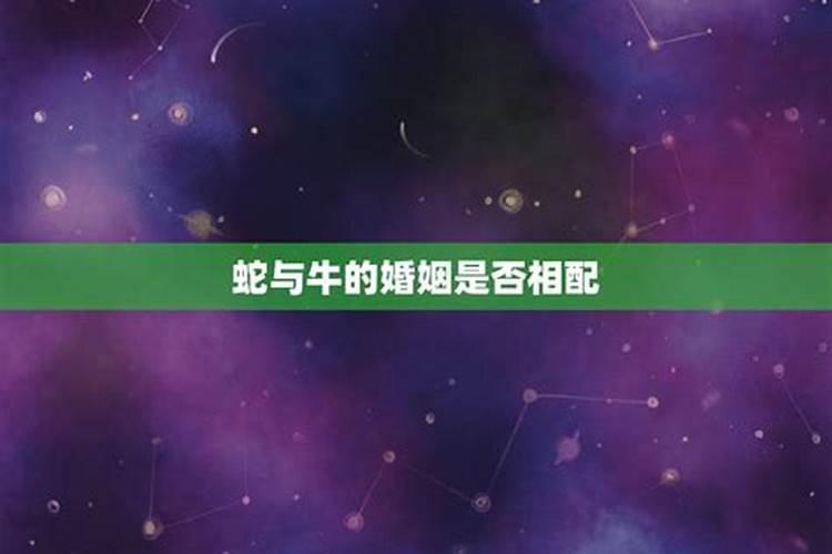 老公属蛇我属牛好不好呀