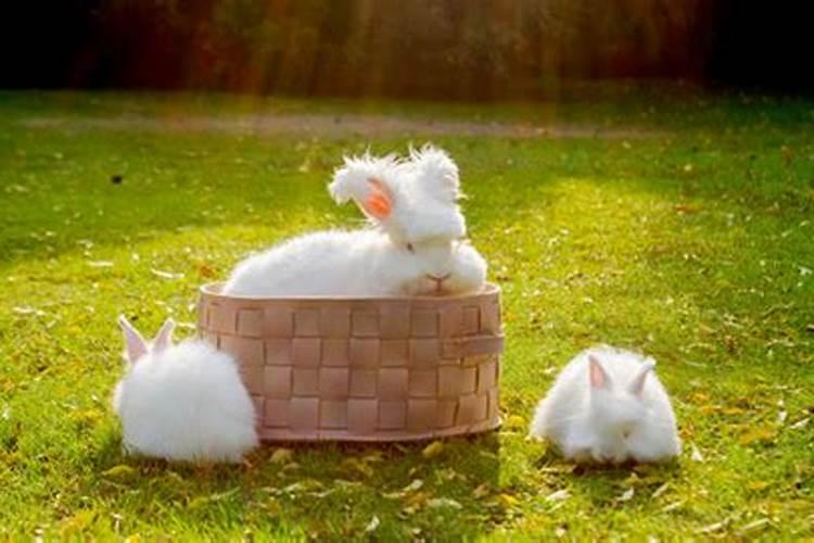 梦见弟弟弟媳养了很多兔子