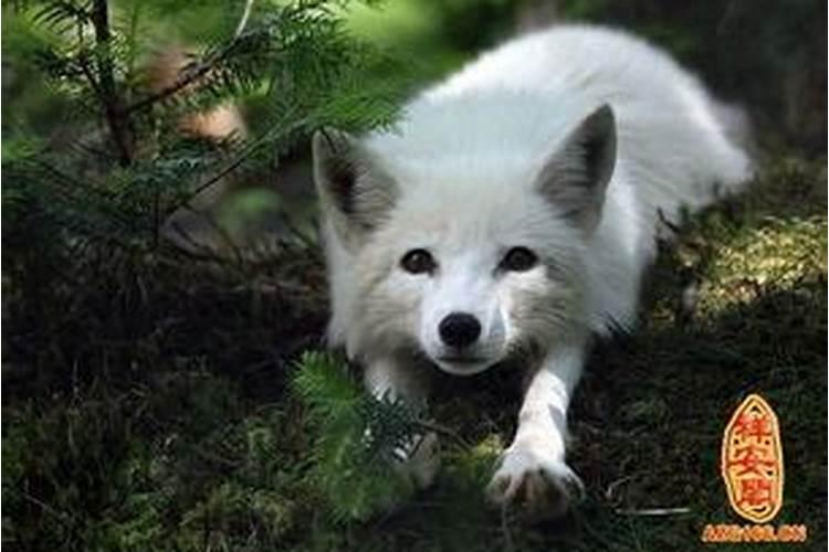 做梦梦见白狐狸是什么意思