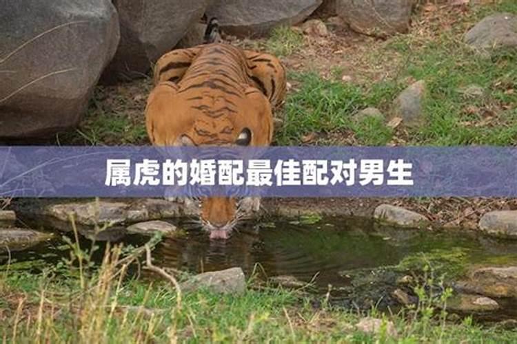 男生属虎婚配