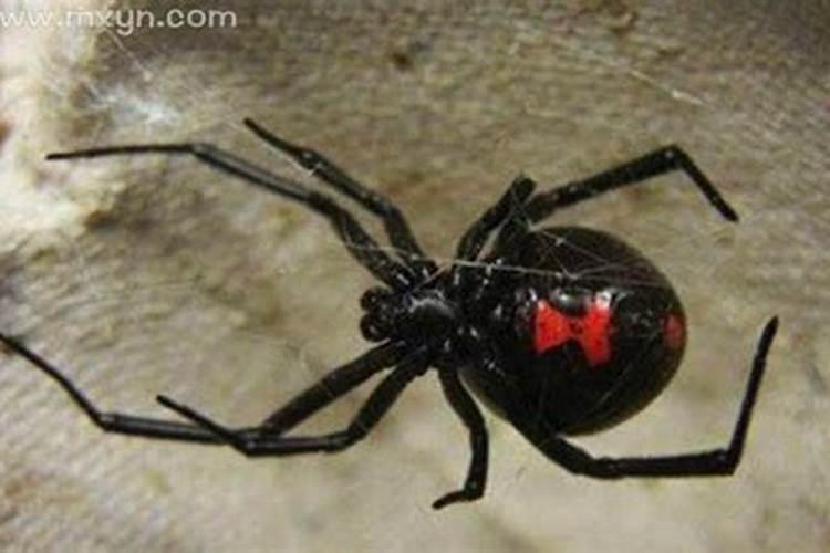 孕妇梦见黑蜘蛛是什么意思
