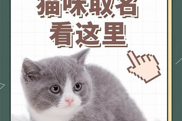 冬至出生的小猫起名