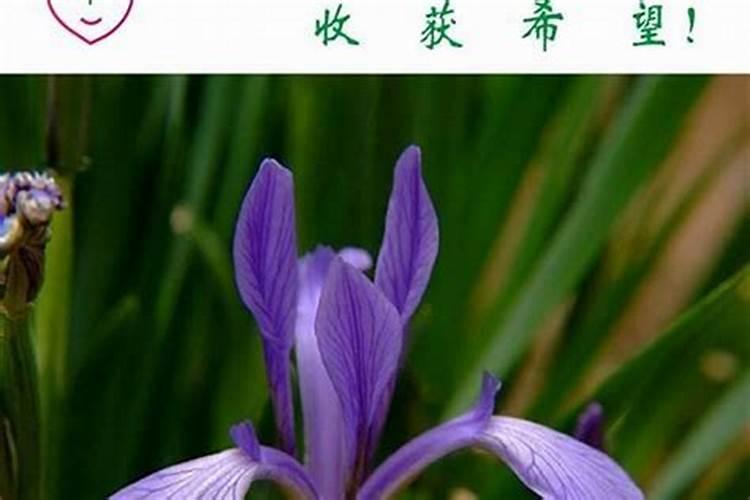 生肖花是什么