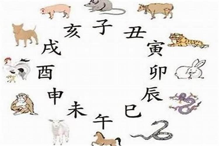 蛇日冲猪属猪的忌做什么