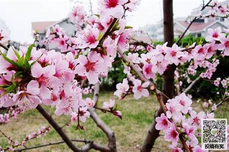 桃花的寓意和象征风水是什么