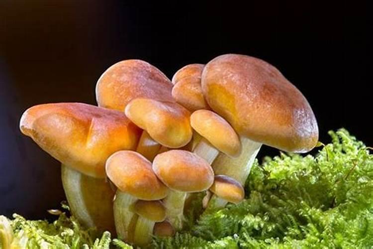 做梦梦到好多蘑菇是什么意思