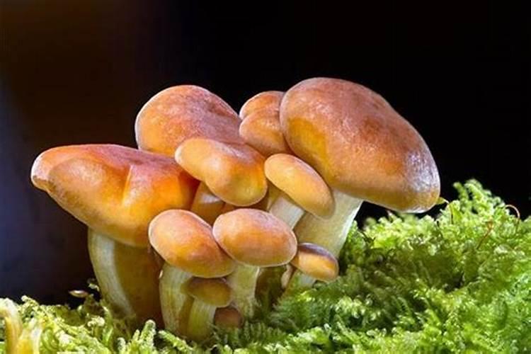梦见很多蘑菇是什么意思