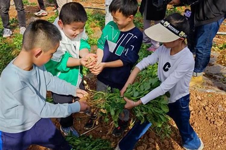 离婚梦见儿子在山上拨花生