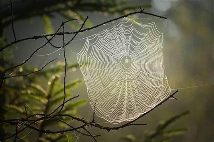 怀孕梦到蜘蛛是什么意思