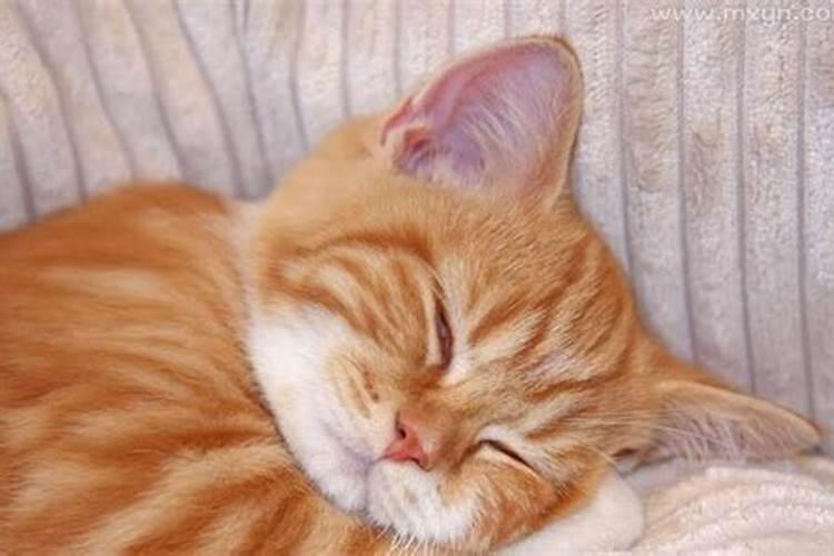 梦见猫抱着自己的脖子