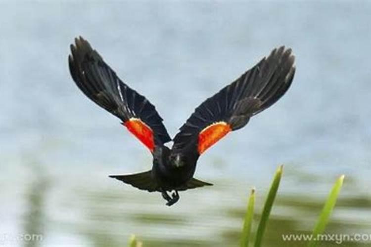 梦见黑鸟是什么意思周公解梦