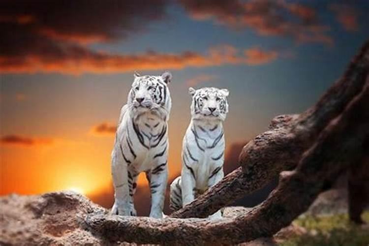 梦见二只老虎是什么意思