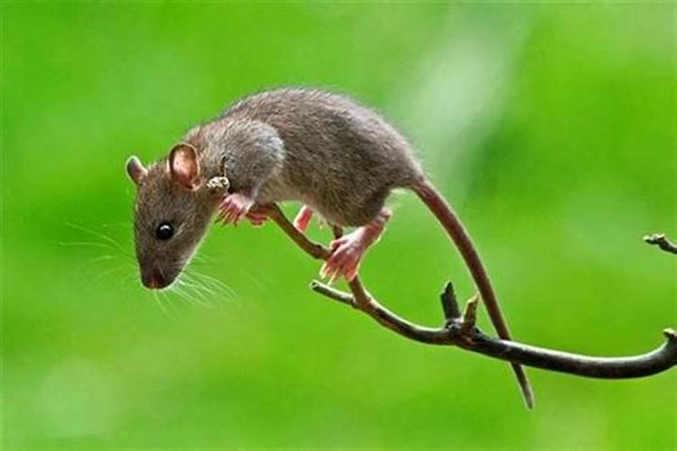 本命年梦见小老鼠是什么征兆