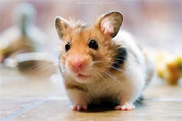 本命年梦见小老鼠是什么征兆