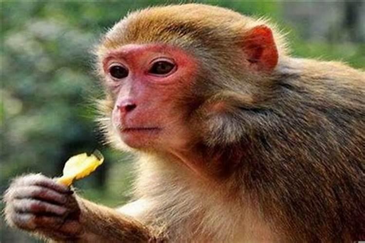 属猴子的幸运花是什么招财花是什么