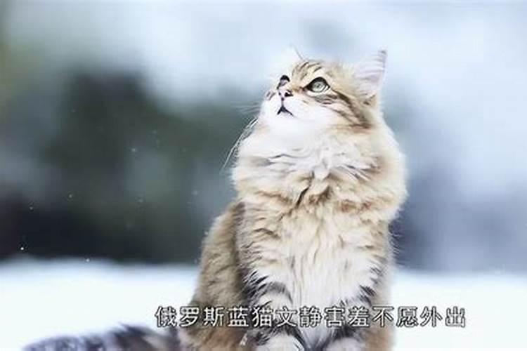 十二星座养什么宠物猫