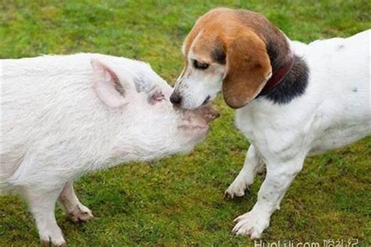 猪和狗的婚姻相结合吗