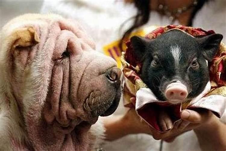 猪和狗合婚不