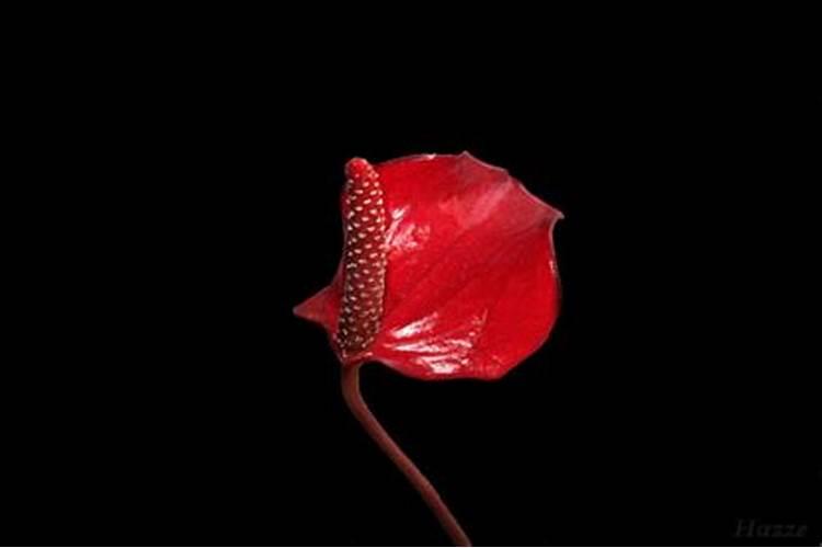 梦见红花是什么意思有什么预兆