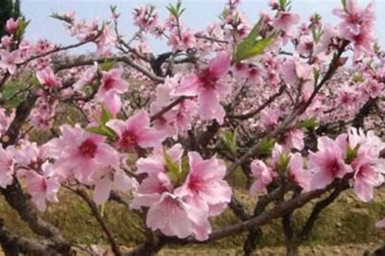 属鸡人桃花运植物