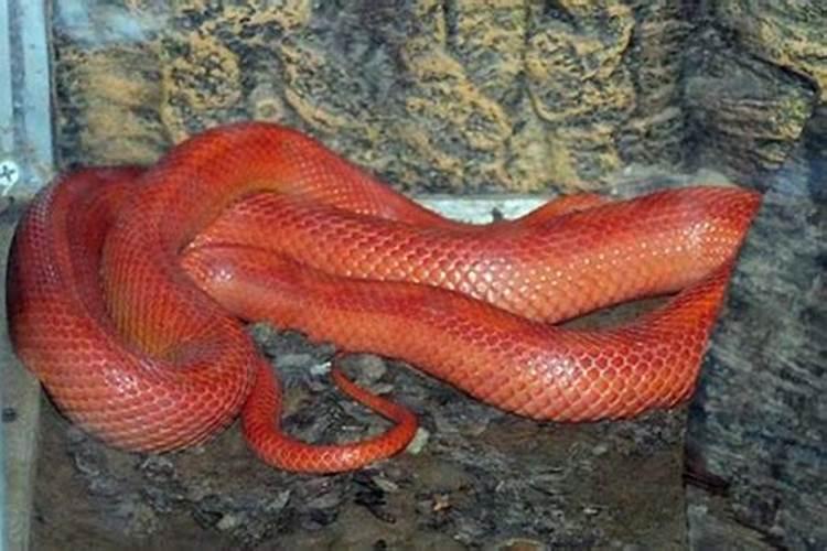 梦到红色的大蛇是什么意思