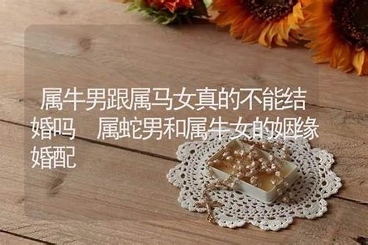 属牛的不能跟属马的结婚吗