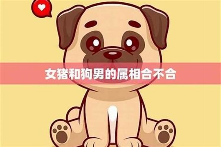 狗和什么生肖合不合